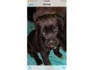 Cane Corso Puppy for sale in Westfield, NJ, USA