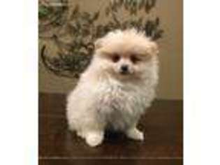 Pomeranian Puppy for sale in Bluffton, IN, USA
