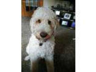 Goldendoodle Puppy for sale in Ottumwa, IA, USA