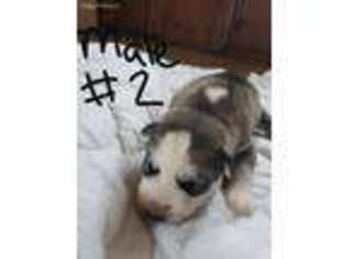 Siberian Husky Puppy for sale in Verona, VA, USA