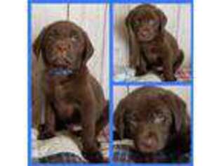 Labrador Retriever Puppy for sale in Wauseon, OH, USA