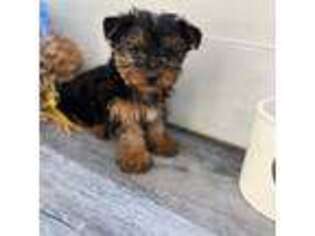 Yorkshire Terrier Puppy for sale in Pound, VA, USA