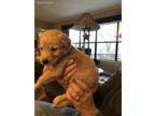 Golden Retriever Puppy for sale in Anderson, TX, USA