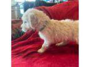 Mutt Puppy for sale in Crestone, CO, USA