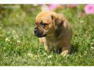 Puggle Puppy for sale in Apple Creek, OH, USA