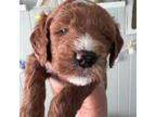Goldendoodle Puppy for sale in Neptune Beach, FL, USA