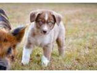 Australian Shepherd Puppy for sale in Stigler, OK, USA