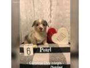 Pembroke Welsh Corgi Puppy for sale in Asheboro, NC, USA