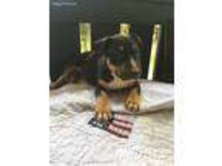 Bull Terrier Puppy for sale in Winnsboro, TX, USA