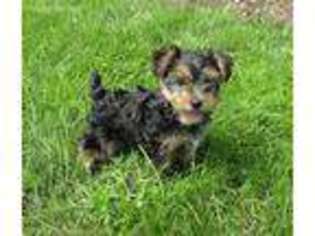 Yorkshire Terrier Puppy for sale in Penn Yan, NY, USA