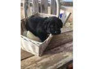 Labrador Retriever Puppy for sale in Phelan, CA, USA