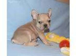 French Bulldog Puppy for sale in Clifton Hill, MO, USA