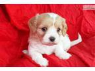 Cavachon Puppy for sale in Greensboro, NC, USA