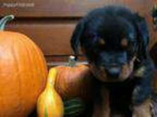 Rottweiler Puppy for sale in Summerdale, AL, USA