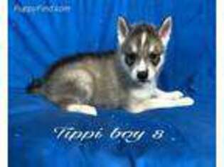 Siberian Husky Puppy for sale in Ocala, FL, USA