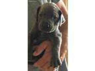 Great Dane Puppy for sale in Ogden, UT, USA