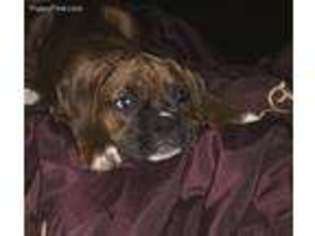 Boxer Puppy for sale in Owensboro, KY, USA