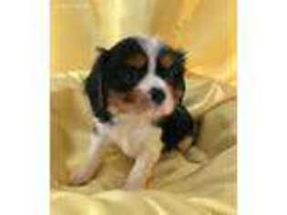 Cavalier King Charles Spaniel Puppy for sale in Goliad, TX, USA