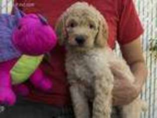 Goldendoodle Puppy for sale in Roy, UT, USA