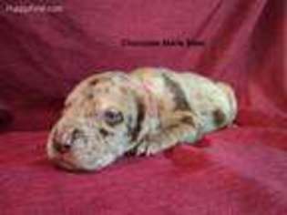 Great Dane Puppy for sale in Potosi, MO, USA