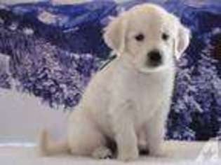 Labrador Retriever Puppy for sale in ETNA, CA, USA