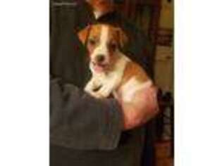 Rat Terrier Puppy for sale in Milford, CT, USA