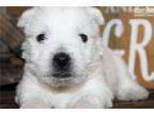 West Highland White Terrier Puppy for sale in Jonesboro, AR, USA