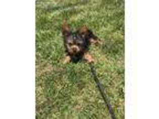 Yorkshire Terrier Puppy for sale in Claremont, CA, USA