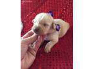 Labrador Retriever Puppy for sale in Crab Orchard, KY, USA