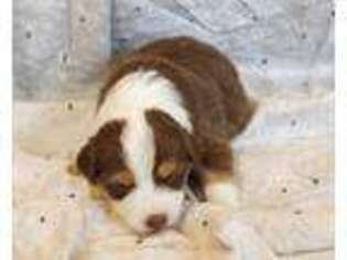 Australian Shepherd Puppy for sale in Oldtown, MD, USA