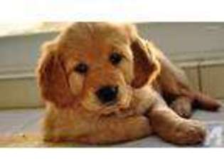Golden Retriever Puppy for sale in CANNON BEACH, OR, USA