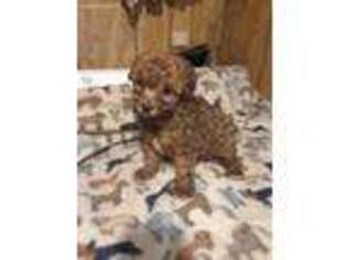Mutt Puppy for sale in Clyde, TX, USA