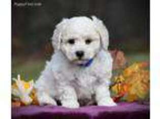 Cavapoo Puppy for sale in Danville, PA, USA