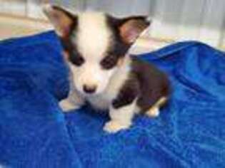 Pembroke Welsh Corgi Puppy for sale in Scranton, IA, USA