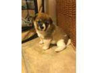Shiba Inu Puppy for sale in Hampton, NH, USA