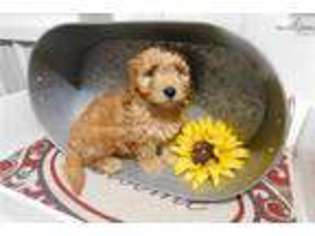 Goldendoodle Puppy for sale in Indianapolis, IN, USA