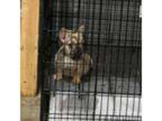 French Bulldog Puppy for sale in Richmond, VA, USA