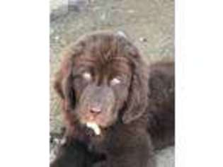 Newfoundland Puppy for sale in Porterville, CA, USA