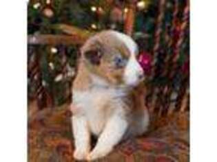 Miniature Australian Shepherd Puppy for sale in Eugene, OR, USA