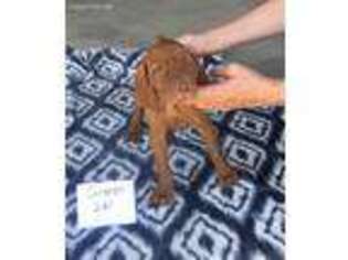 Vizsla Puppy for sale in Hillsboro, OH, USA