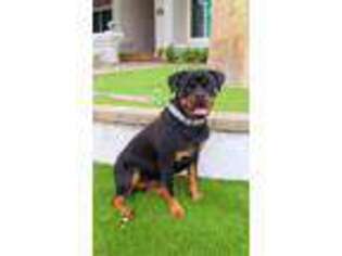 Rottweiler Puppy for sale in Las Vegas, NV, USA