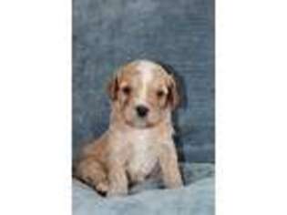 Cavapoo Puppy for sale in Pocahontas, AR, USA