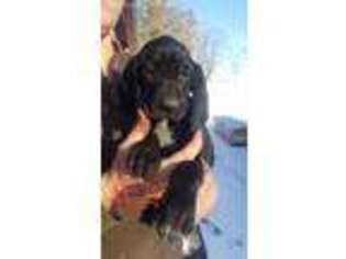 German Shorthaired Pointer Puppy for sale in Silver Lake, IN, USA