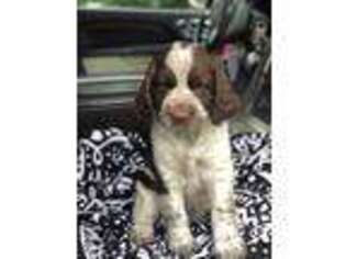 English Springer Spaniel Puppy for sale in White Oak, GA, USA