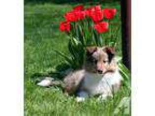 Shetland Sheepdog Puppy for sale in WALWORTH, NY, USA