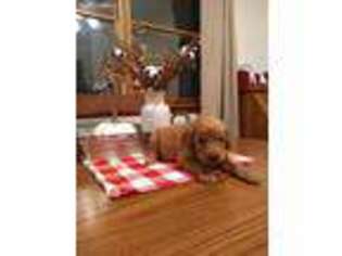 Goldendoodle Puppy for sale in Spruce Creek, PA, USA