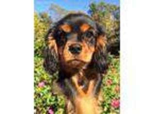 Cavalier King Charles Spaniel Puppy for sale in Bolivar, MO, USA