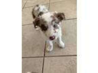 Border Collie Puppy for sale in New Orleans, LA, USA