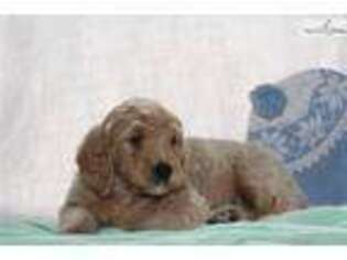 Goldendoodle Puppy for sale in Lexington, KY, USA