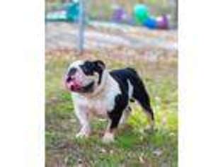Bulldog Puppy for sale in Fort Bragg, NC, USA